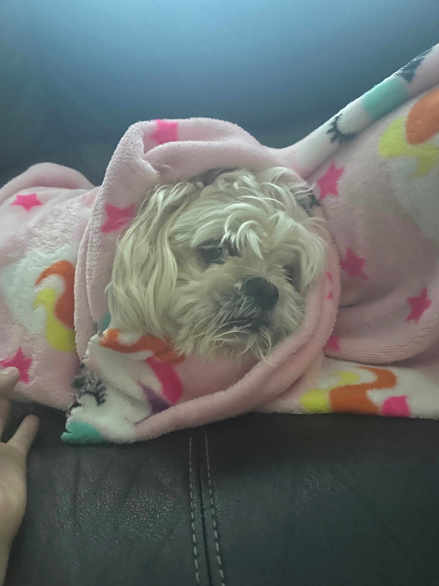 Jr is registered to the contest to win money with this photo: dog, blanket, pink, stars, swirls, cozy, fluffy, resting, sleepy, hand, leather, couch, indoor, comfort, pet, animal, cute, wrapped, soft, warm