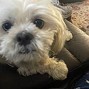 Jr is registered to the contest to win money with this photo: dog, white_dog, fluffy, close_up, blurry, leather_couch, indoor, carpet, furniture, paw, pet, animal, resting, living_room, cozy, domestic, cute, companion, close, background
