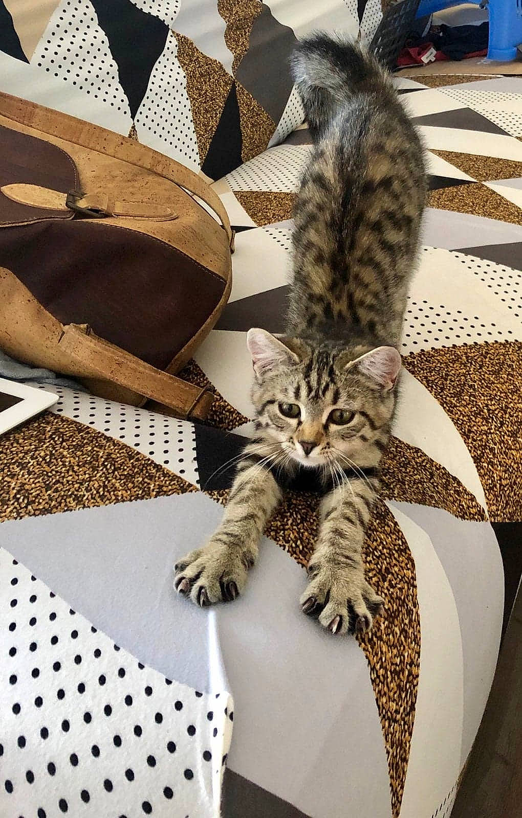 Chips a rejoint le concours — aidez-le/la à gagner de superbes lots ! american_shorthair, asian, bengal, carnivore, cat, domestic_short_haired_cat, dragon_li, egyptian_mau, european_shorthair, felidae, fur, kitten, mammal, ocicat, room, savannah, small_to_medium_sized_cats, tabby_cat, whiskers, wild_cat