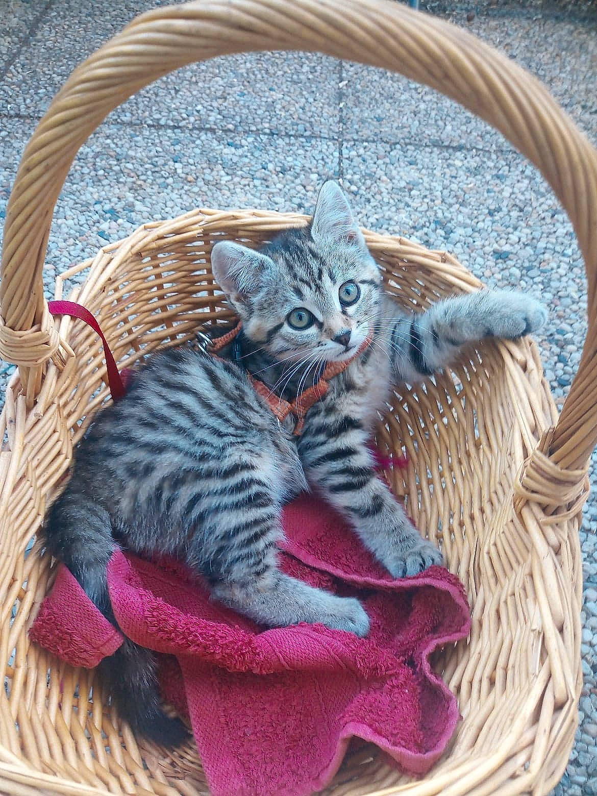 Chips a rejoint le concours — aidez-le/la à gagner de superbes lots ! asian, basket, carnivore, cat, egyptian_mau, european_shorthair, felidae, home_accessories, illustration, kitten, pixie_bob, small_to_medium_sized_cats, tabby_cat, thread, whiskers, wicker, wood