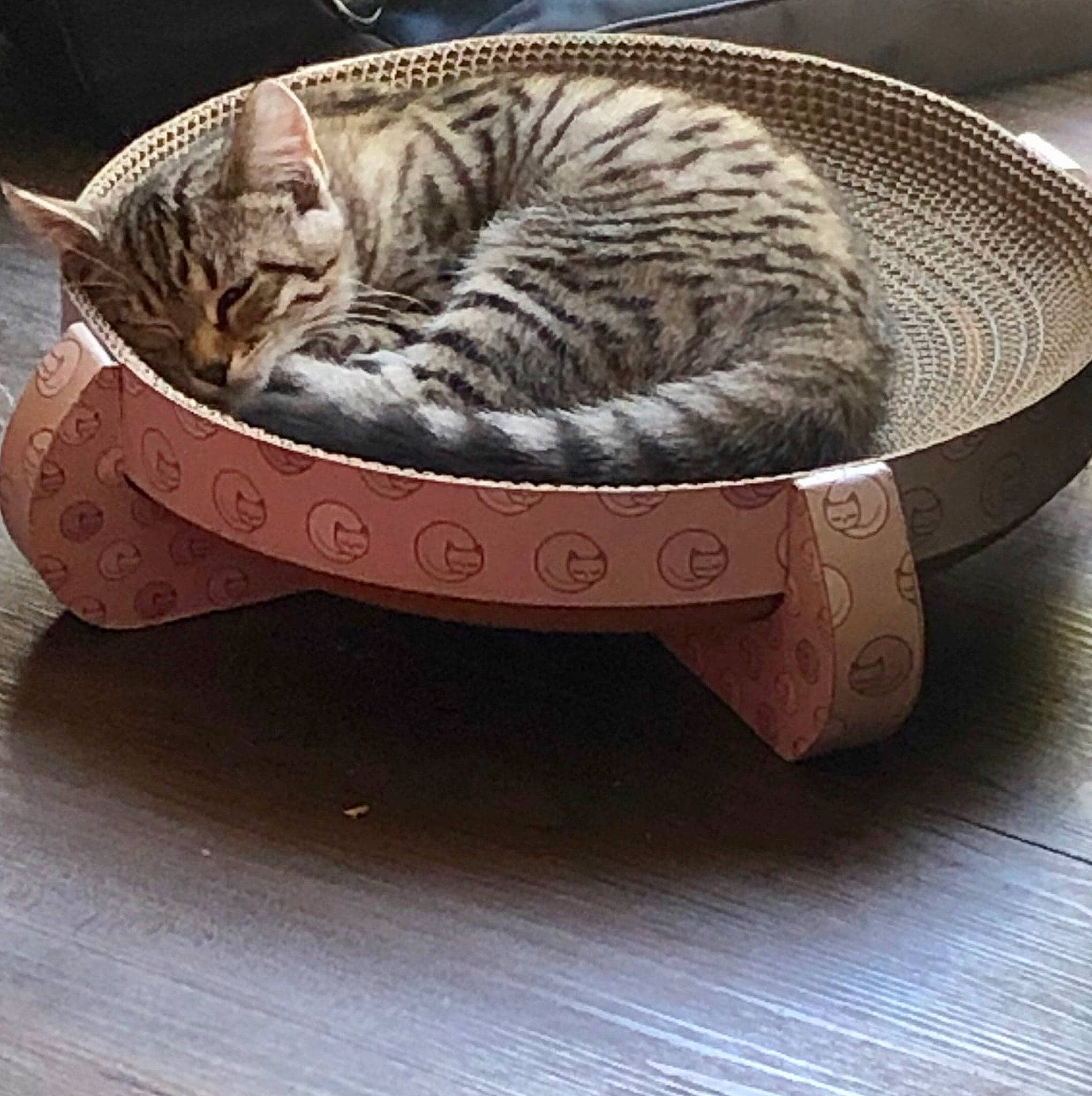 Chips participe au concours pour gagner de l'argent avec cette photo : american_shorthair, asian, bengal, bowl, california_spangled, carnivore, cat, cat_bed, domestic_short_haired_cat, dragon_li, egyptian_mau, european_shorthair, felidae, kitten, mammal, ocicat, small_to_medium_sized_cats, soap_dish, tabby_cat, whiskers