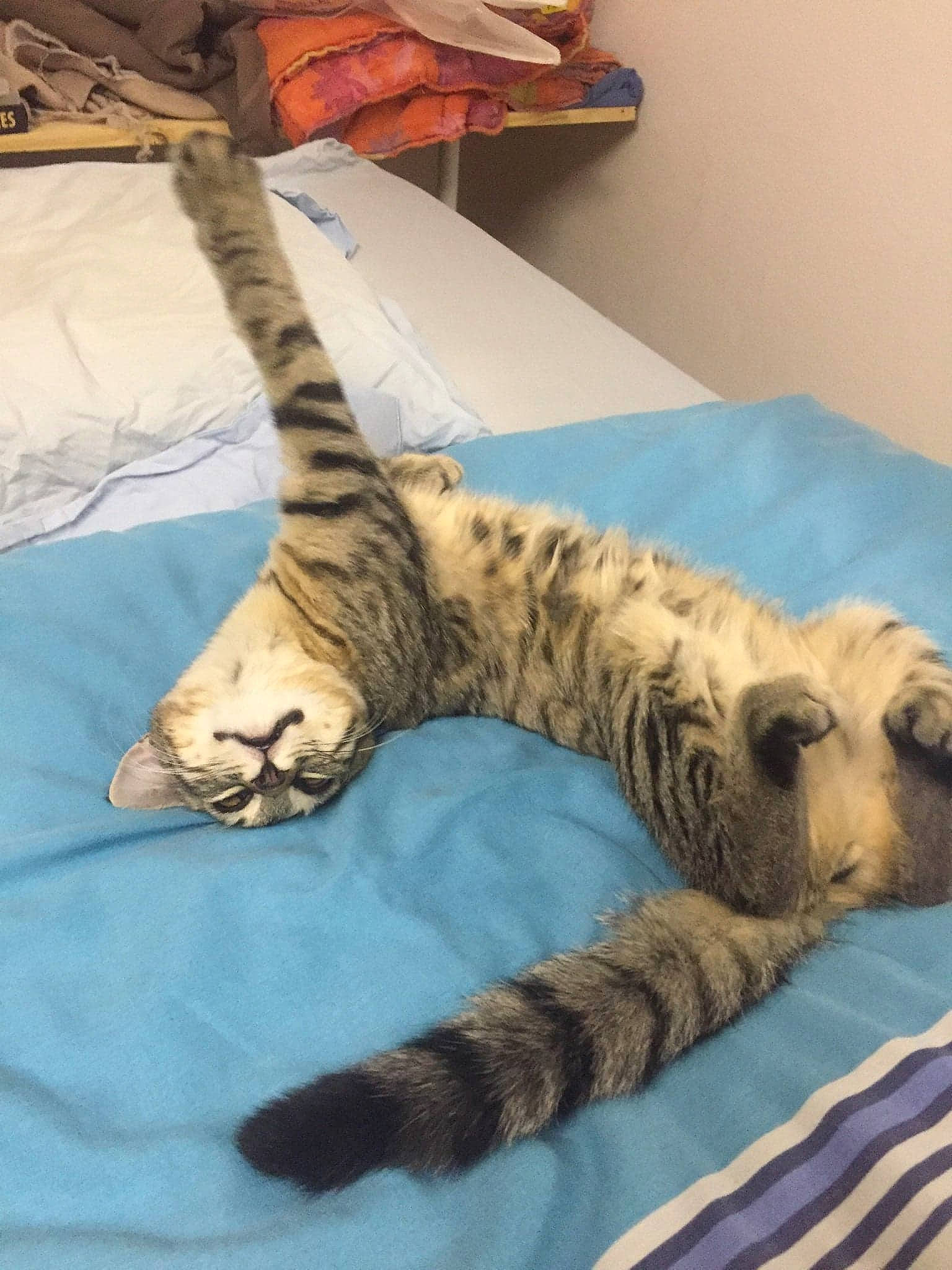 Chips participe au concours pour gagner de l'argent avec cette photo : bengal, carnivore, cat, claw, dragon_li, european_shorthair, felidae, kitten, mammal, ocicat, paw, pixie_bob, small_to_medium_sized_cats, tabby_cat, tail, terrestrial_animal, toyger, vertebrate, whiskers, wildlife