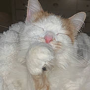 Holly is registered to the contest to win money with this photo: cat, kitten, sleeping, paw, fur, whiskers, pink_nose, close_up, portrait, indoor, blanket, cozy, fluffy, eyes_closed, pet, domestic_cat, white_and_orange, relaxed, face, ears