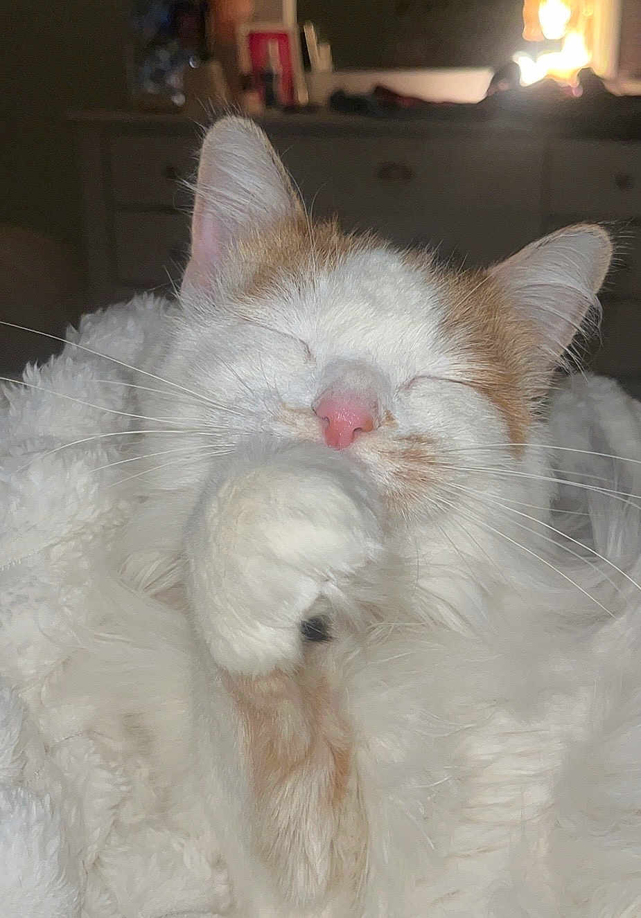 Holly is registered to the contest to win money with this photo: cat, kitten, sleeping, paw, fur, whiskers, pink_nose, close_up, portrait, indoor, blanket, cozy, fluffy, eyes_closed, pet, domestic_cat, white_and_orange, relaxed, face, ears