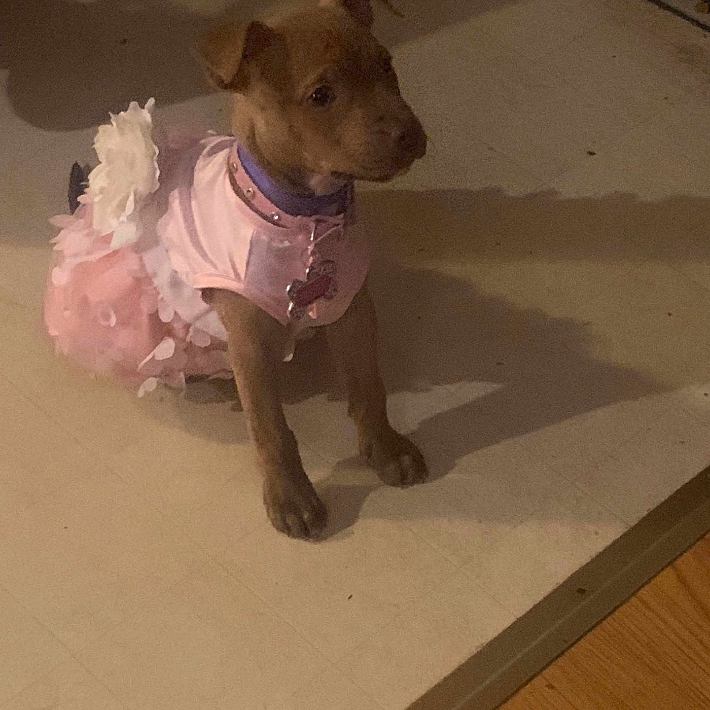 Honey joined the competition — help win amazing prizes! accessories, animal, boxer, bulldog, canine, chihuahua, clothing, dog, featherboa, hardwood, hound, leash, paper, pet, plywood, puppy, slate, strap, terrier, wood