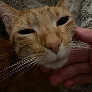 Bob is registered to the contest to win money with this photo: animal, blanket, cat, chin, close_up, comfort, cozy, domestic_cat, face, feline, friendly, fur, hand, indoor, orange_tabby, pet, relaxed, scratching, texture, whiskers