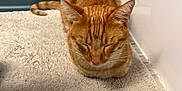 Bob is registered to the contest to win money with this photo: carpet, cat, cozy, cute, domestic_animal, ears, feline, fur, indoor, loaf, orange_tabby, pet, quiet, resting, rug, sleeping, tail, tile, wall, whiskers