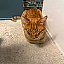 carpet, cat, cozy, cute, domestic_animal, ears, feline, fur, indoor, loaf, orange_tabby, pet, quiet, resting, rug, sleeping, tail, tile, wall, whiskers