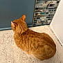 Bob joined the competition — help win amazing prizes! back_view, bath_mat, bathroom, blue_wall, cat, cozy, curious, domestic_cat, ears, floor, fur, ginger_cat, indoor, pet, quiet, resting, sitting, texture, tile, whiskers
