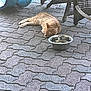 Bob joined the competition — help win amazing prizes! animal, calm, cat, cobblestone, daytime, domestic_cat, furniture, ginger_cat, nature, outdoor, patio, pet, quiet, relaxed, resting, shade, sidewalk, sleeping, sunlight, water_bowl