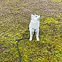 Nala participe au concours pour gagner de l'argent avec cette photo : dog, puppy, husky, leash, outdoor, moss, grass, curious, pet, animal, nature, young, fur, canine, ground, standing, alert, playful, daylight, cute