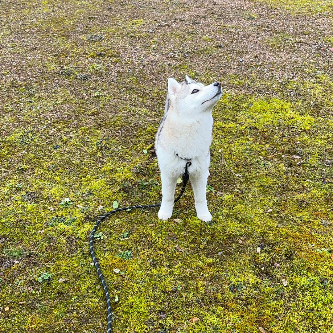 Nala participe au concours pour gagner de l'argent avec cette photo : alert, animal, canine, curious, cute, daylight, dog, fur, grass, ground, husky, leash, moss, nature, outdoor, pet, playful, puppy, standing, young