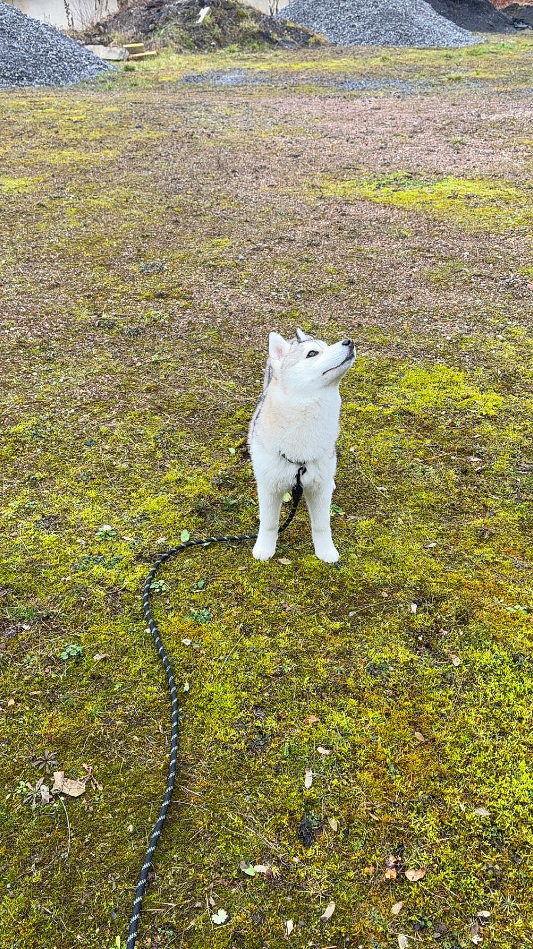 Nala