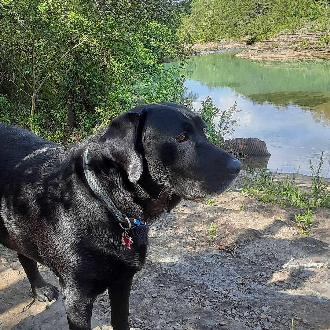 Festus Haggen is registered to the contest to win money with this photo: animal, canine, dog, grass, hound, labradorretriever, lake, land, nature, outdoors, pet, plant, pond, puppy, soil, tree, vegetation, water, wilderness, woodland