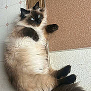 Sissy is registered to the contest to win money with this photo: cat, fluffy, blue_eyes, relaxed, indoor, floor, tile, fur, pet, animal, cute, paws, lying_down, long_hair, whiskers, tail, domestic_cat, mammal, resting, brown