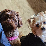 Bear And Coco is registered to the contest to win money with this photo: dog, pet, brown_dog, white_dog, fur, collar, clothing, floor, tile_floor, indoor, cute, portrait, two_dogs, animal, companions, looking_at_camera, head_tilt, curious, small_dog, friendly