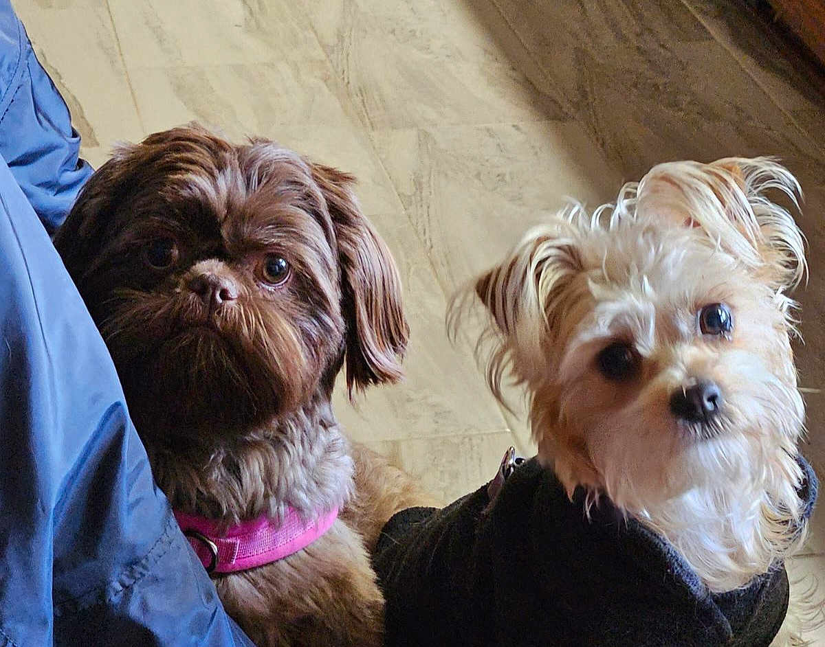 Bear And Coco is registered to the contest to win money with this photo: dog, pet, brown_dog, white_dog, fur, collar, clothing, floor, tile_floor, indoor, cute, portrait, two_dogs, animal, companions, looking_at_camera, head_tilt, curious, small_dog, friendly