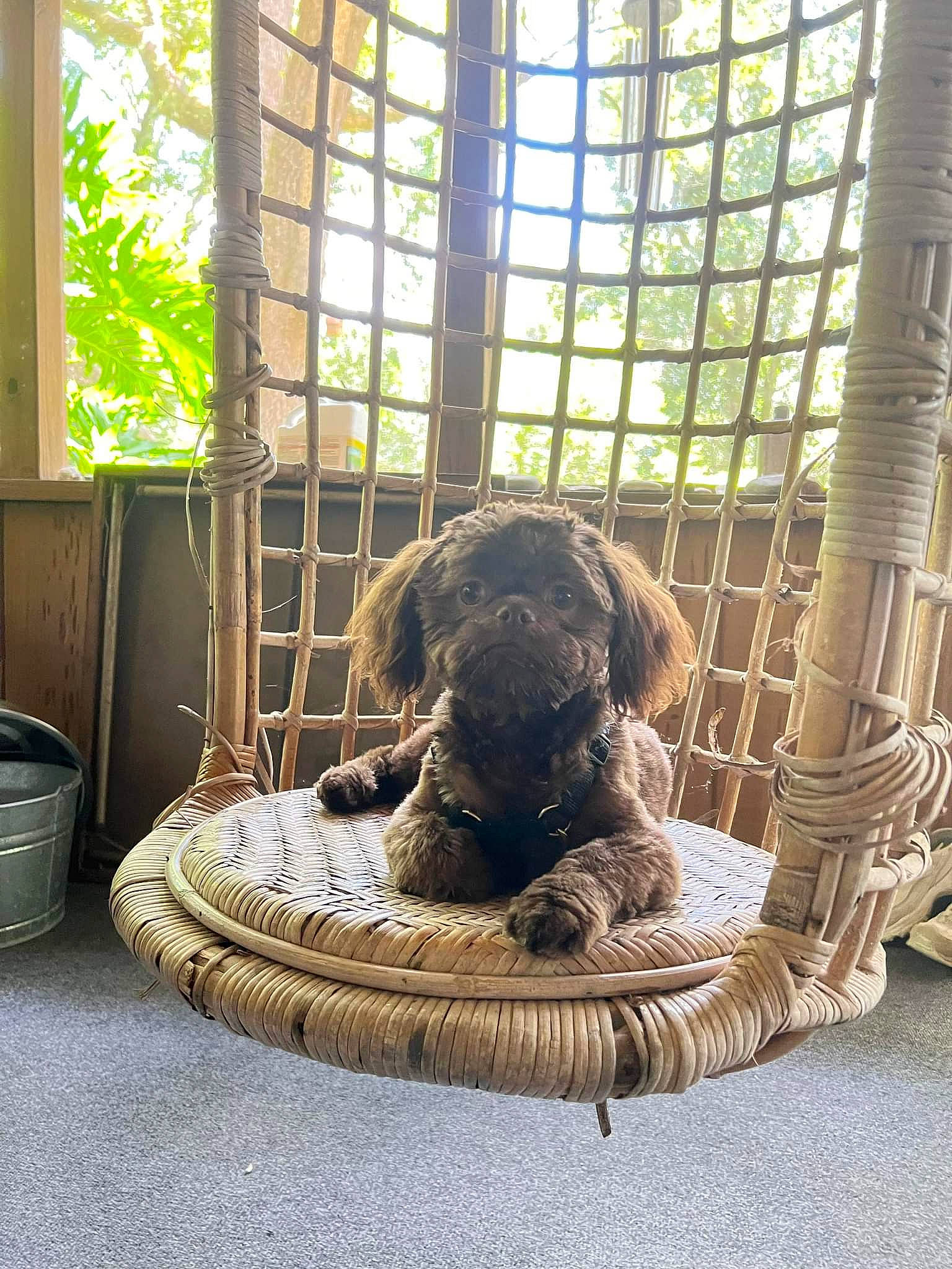 Bear is registered to the contest to win money with this photo: animal_shelter, cage, carnivore, companion_dog, dog, dog_bed, dog_breed, dog_crate, dog_supply, fawn, felidae, flooring, pet_supply, snout, sporting_group, terrestrial_animal, tints_and_shades, window, wood, working_animal