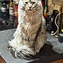 Peanut is registered to the contest to win money with this photo: cat, fluffy, long_hair, indoor, kitchen, countertop, pet, feline, animal, cute, domestic_cat, sitting, fur, whiskers, tail, closeup, portrait, mammal, household, calm