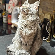 Peanut is registered to the contest to win money with this photo: cat, fluffy, long_hair, sitting, kitchen_counter, domestic, pet, whiskers, tail, closed_eyes, feline, indoor, portrait, relaxed, serene, fur, muzzle, animal, cute, soft_light
