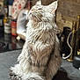cat, fluffy, long_hair, sitting, kitchen_counter, domestic, pet, whiskers, tail, closed_eyes, feline, indoor, portrait, relaxed, serene, fur, muzzle, animal, cute, soft_light