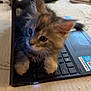 Peanut is registered to the contest to win money with this photo: kitten, cat, laptop, keyboard, curious, indoor, pet, furry, small, cute, technology, computer, table, household, tabby, young, playing, closeup, paw, whiskers