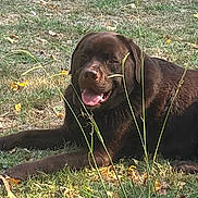 Slow a rejoint le concours — aidez-le/la à gagner de superbes lots ! dog, labrador, chocolate_labrador, grass, outdoor, smiling, tongue_out, lying_down, nature, leaf, sunlight, happy, animal, pet, canine, summer, greenery, field, relaxed, daytime