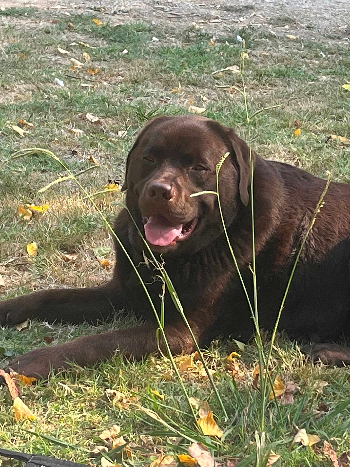 Slow a rejoint le concours — aidez-le/la à gagner de superbes lots ! dog, labrador, chocolate_labrador, grass, outdoor, smiling, tongue_out, lying_down, nature, leaf, sunlight, happy, animal, pet, canine, summer, greenery, field, relaxed, daytime