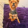 dog, small_dog, pet, indoor, blanket, purple_blanket, furniture, dresser, brown_dog, curious, cute, scruffy, fur, ears, eyes, sitting, cozy, home, plush, looking_up