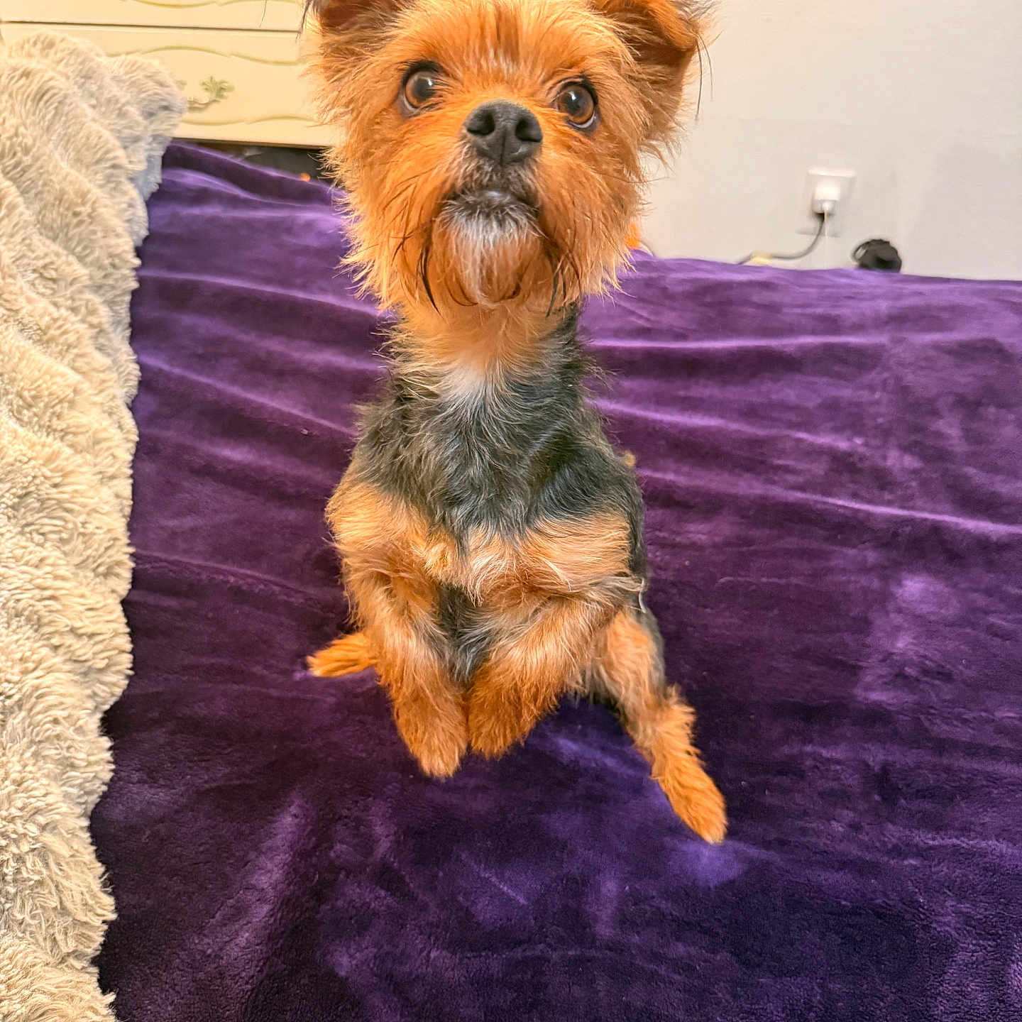 Munica joined the competition — help win amazing prizes! dog, small_dog, pet, indoor, blanket, purple_blanket, furniture, dresser, brown_dog, curious, cute, scruffy, fur, ears, eyes, sitting, cozy, home, plush, looking_up