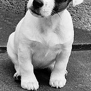 Pal participe au concours pour gagner de l'argent avec cette photo : accessories, animal, beagle, boxer, bulldog, canine, chihuahua, collar, dog, frenchbulldog, hound, husky, labradorretriever, pet, pitbull, puppy, snout, strap, terrier, whitedog