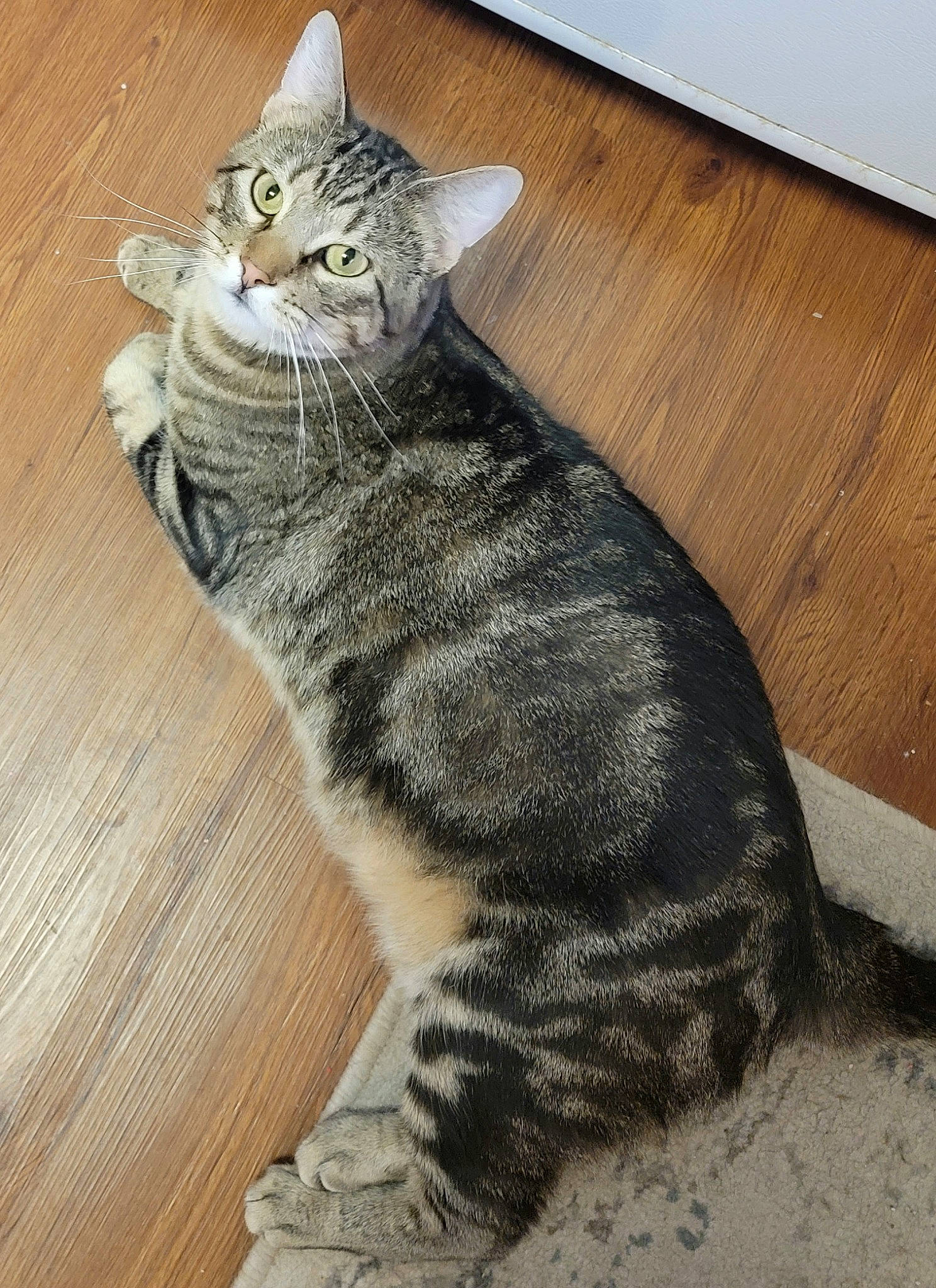 Huggles joined the competition — help win amazing prizes! art, carnivore, cat, claw, domestic_short_haired_cat, felidae, flooring, fur, grey, hardwood, paw, sitting, small_to_medium_sized_cats, snout, tail, terrestrial_animal, varnish, whiskers, wood, wood_stain