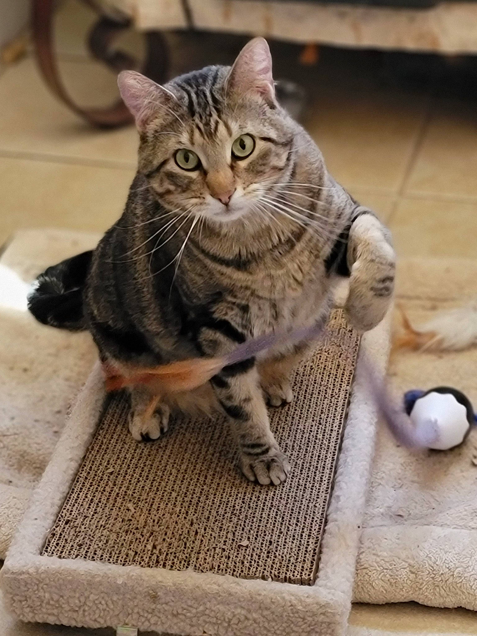 Huggles is registered to the contest to win money with this photo: art, carnivore, cat, claw, domestic_short_haired_cat, felidae, flooring, fur, grey, paw, sitting, small_to_medium_sized_cats, snout, tail, tire, wheel, whiskers, wildlife, window, wood