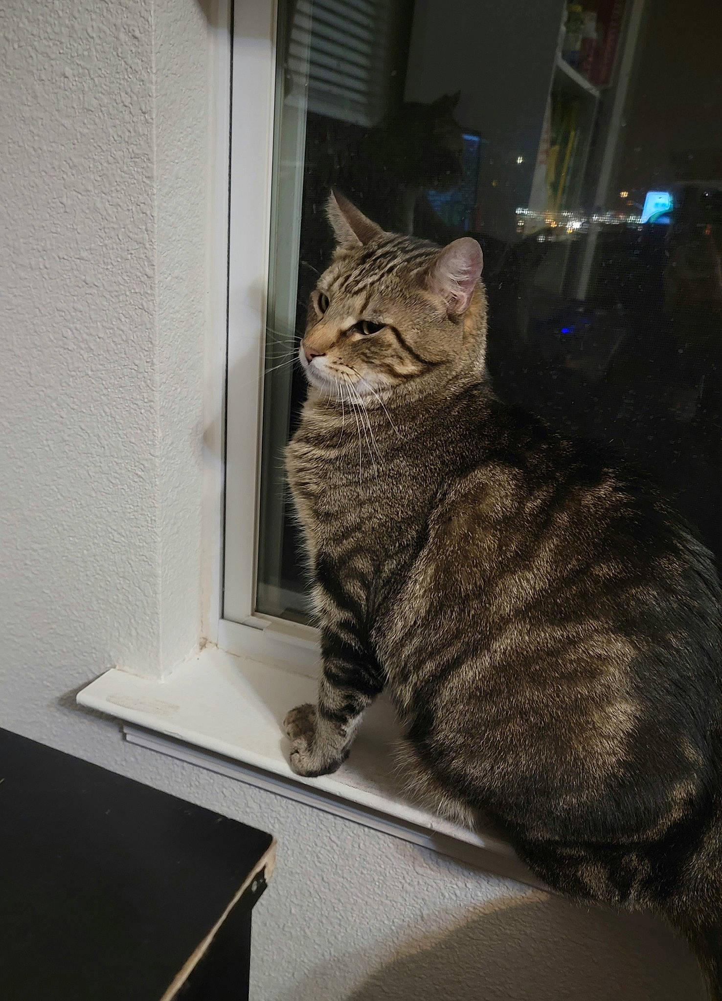 Huggles is registered to the contest to win money with this photo: carnivore, cat, domestic_short_haired_cat, door, felidae, fur, grey, paw, sitting, small_to_medium_sized_cats, table, tail, terrestrial_animal, whiskers, window