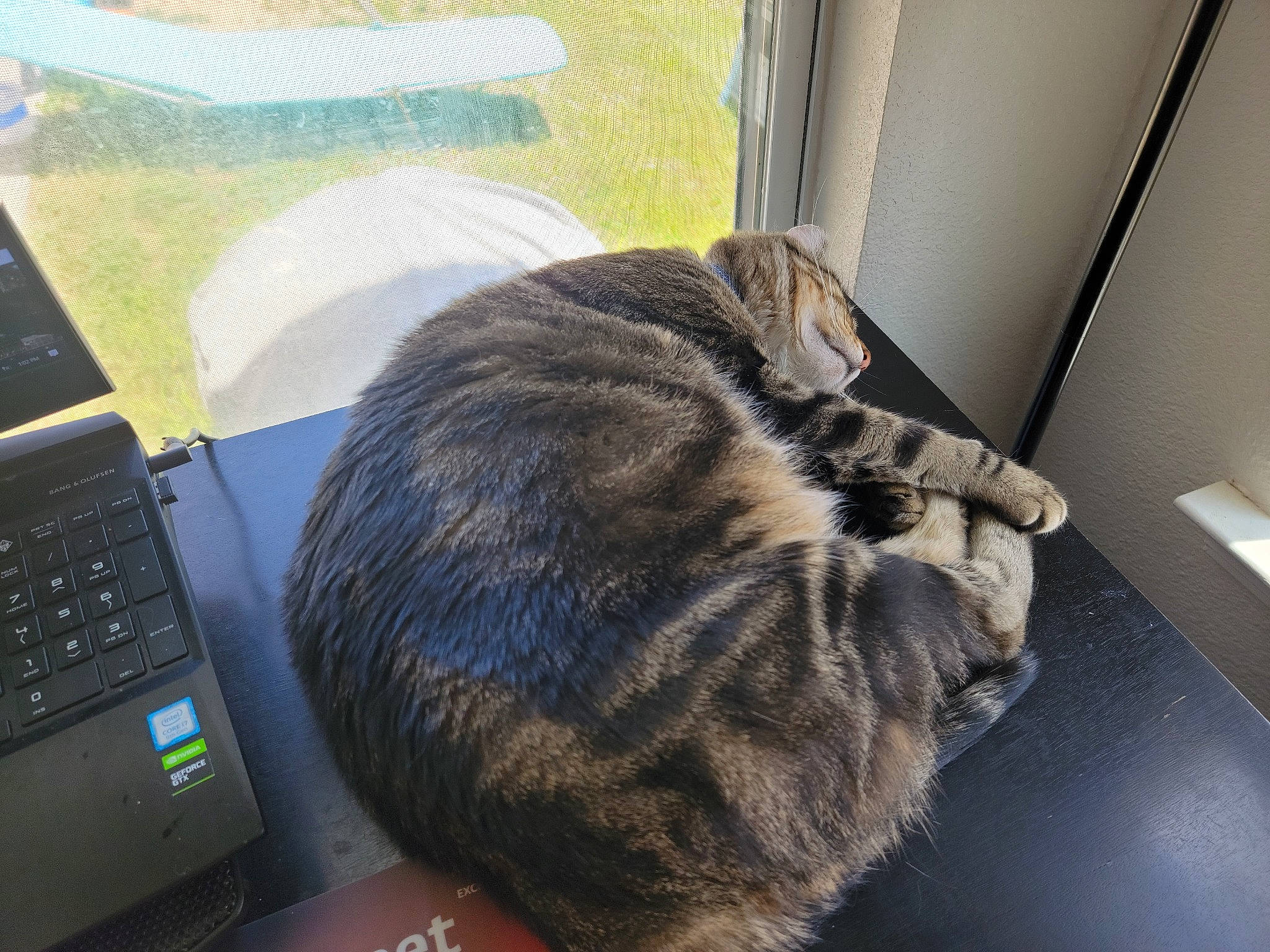 Huggles is registered to the contest to win money with this photo: carnivore, cat, comfort, computer, computer_keyboard, domestic_short_haired_cat, felidae, fur, input_device, laptop, netbook, office_equipment, office_supplies, personal_computer, small_to_medium_sized_cats, snout, space_bar, tail, terrestrial_animal, whiskers