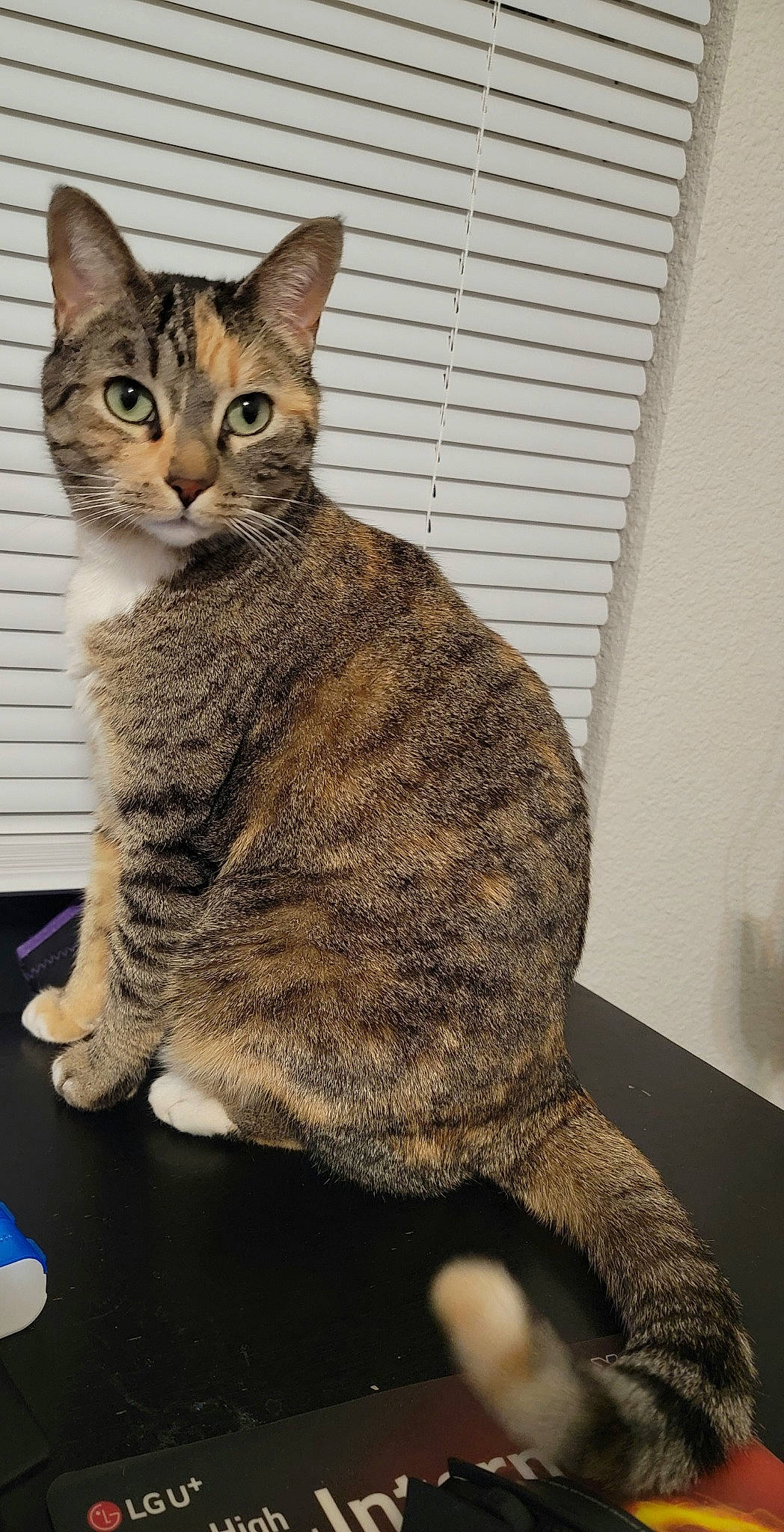 Glitch is registered to the contest to win money with this photo: carnivore, cat, claw, domestic_short_haired_cat, felidae, fur, paw, sitting, small_to_medium_sized_cats, snout, tail, terrestrial_animal, whiskers, wildlife