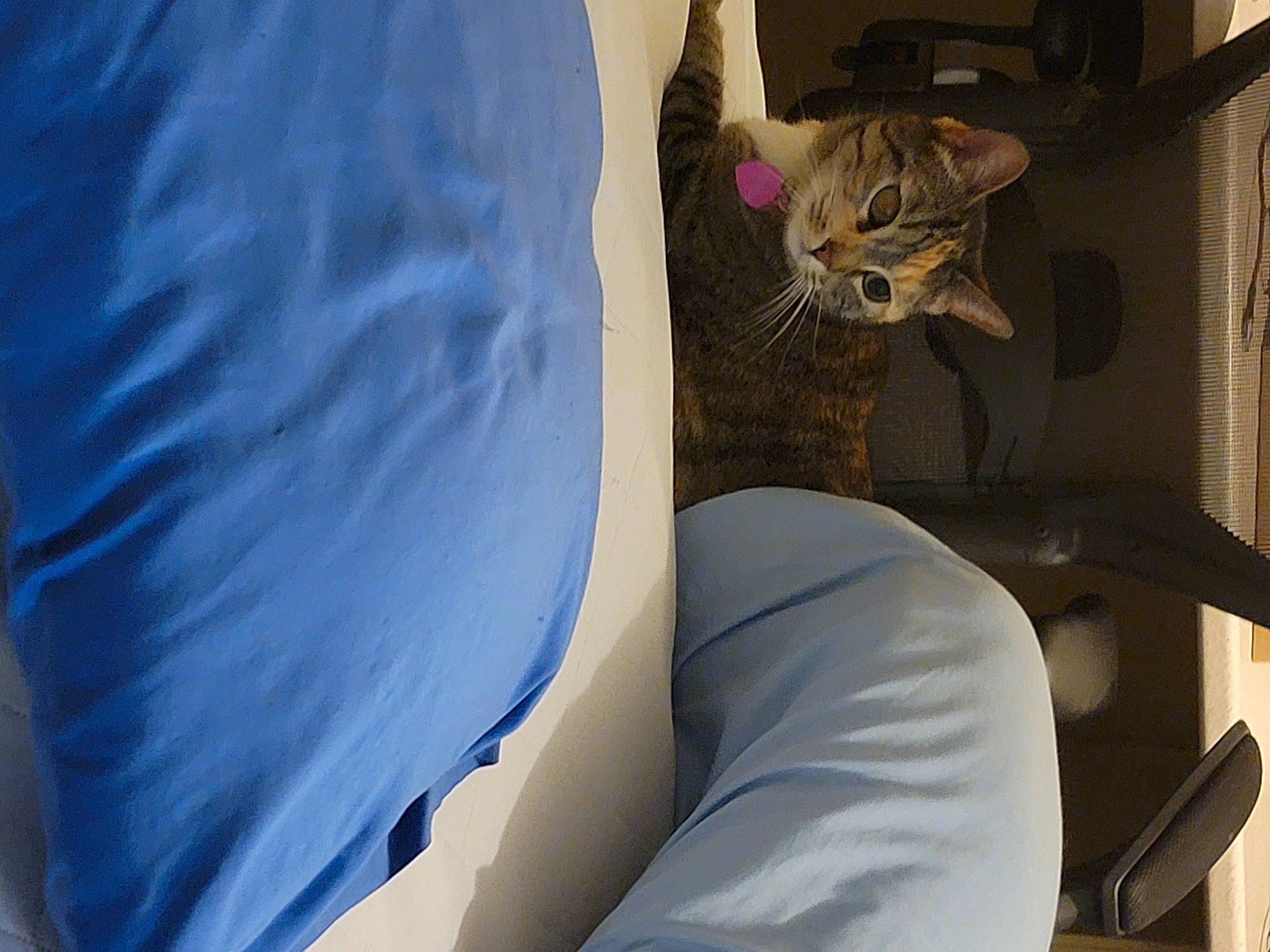 Glitch is registered to the contest to win money with this photo: carnivore, cat, comfort, elbow, electric_blue, fawn, felidae, human_leg, knee, leg, linens, mammal, sleeve, small_to_medium_sized_cats, sportswear, t_shirt, tail, thigh, vertebrate, whiskers