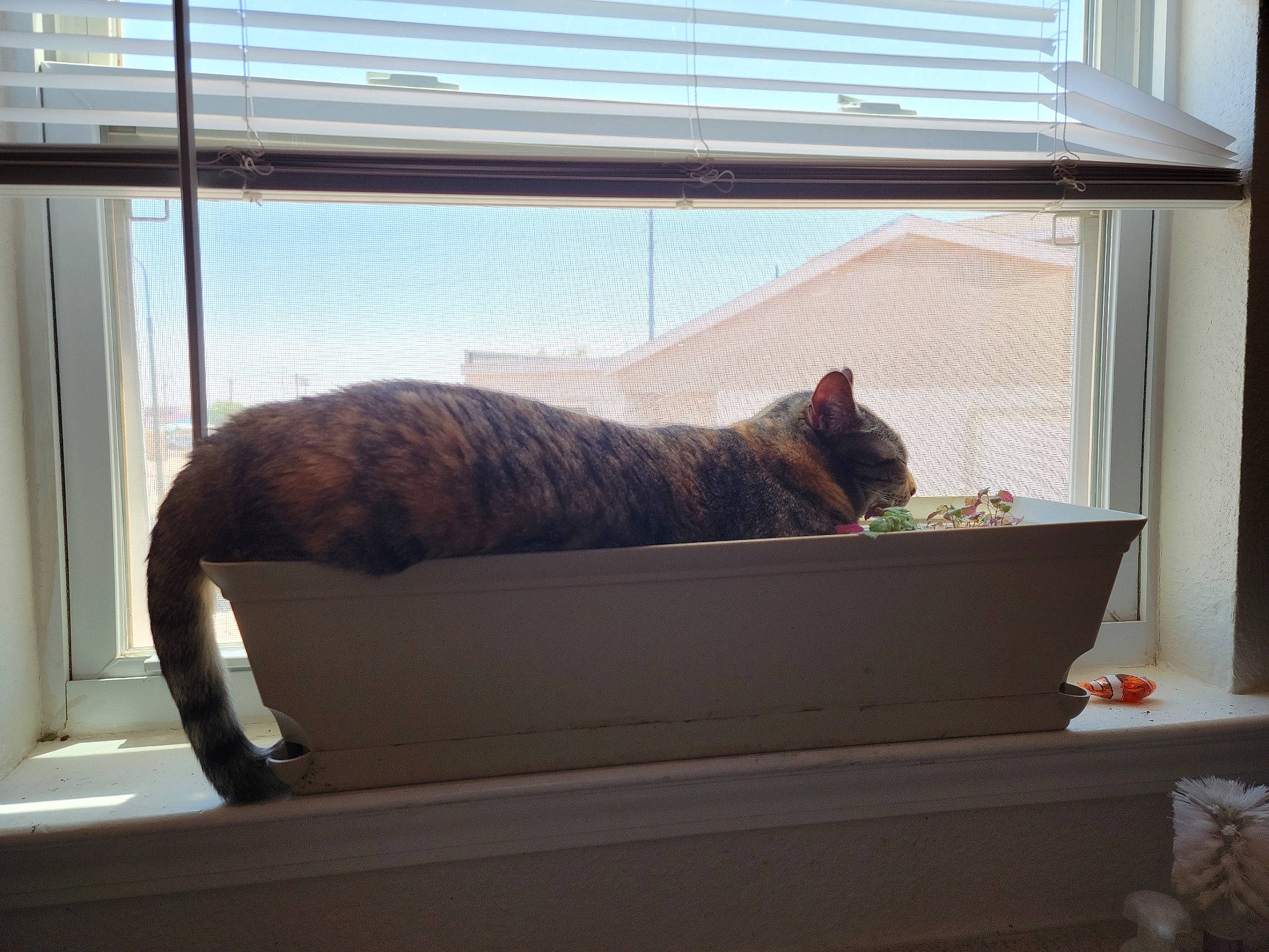 Glitch joined the competition — help win amazing prizes! carnivore, cat, comfort, couch, felidae, hardwood, house, interior_design, plant, shade, small_to_medium_sized_cats, tail, tints_and_shades, vertebrate, whiskers, window, window_blind, window_covering, window_treatment, wood