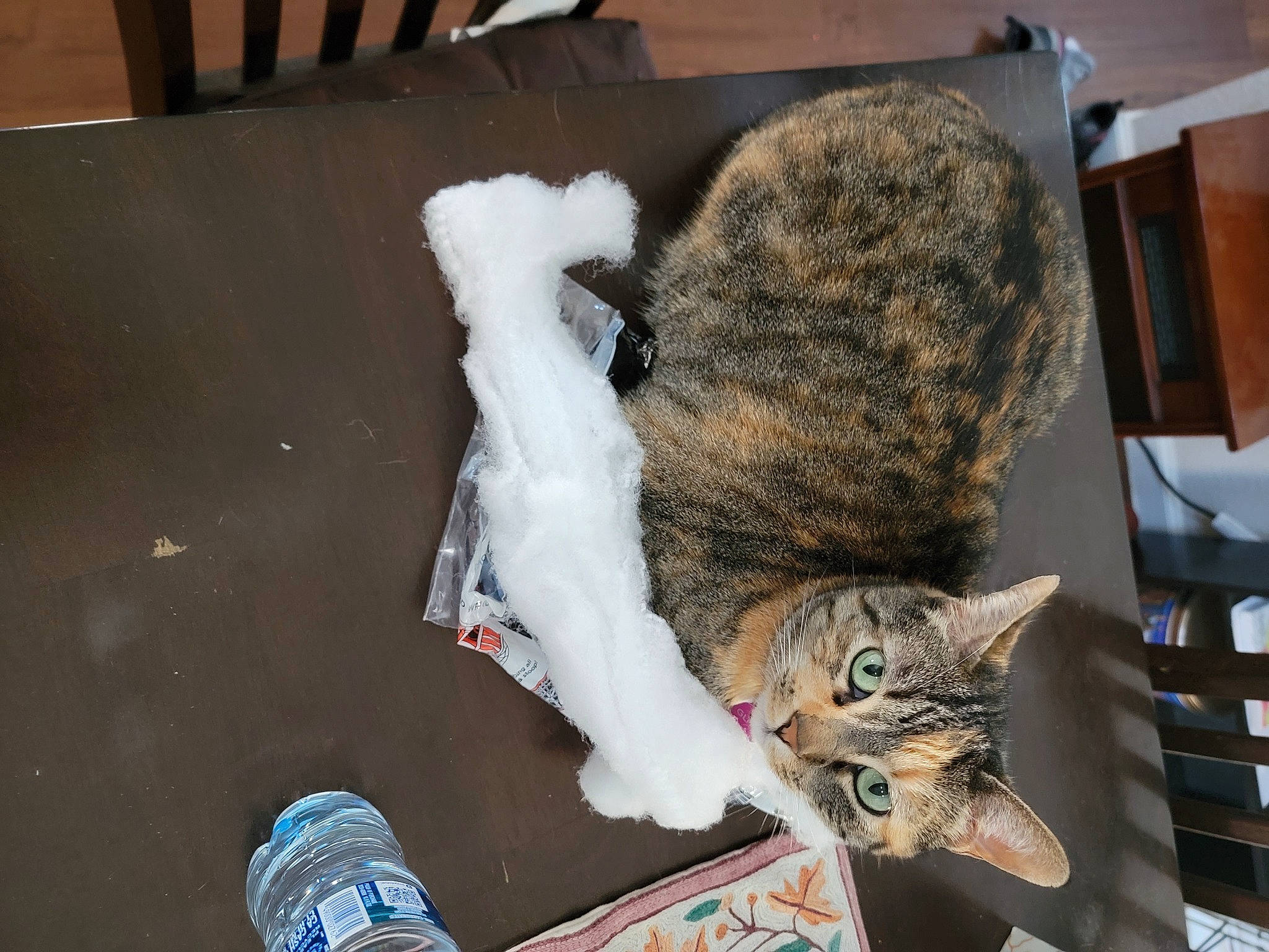 Glitch is registered to the contest to win money with this photo: bottle, carnivore, cat, cat_supply, claw, comfort, domestic_short_haired_cat, felidae, foot, fur, hat, room, small_to_medium_sized_cats, tail, walking_shoe, water_bottle, whiskers