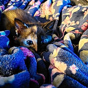 Gemini is registered to the contest to win money with this photo: animal, blanket, blue, cat, colorful, cozy, cute, eyes, fur, indoor, kitten, patterned, pet, pink, playful, resting, soft, texture, yellow, young