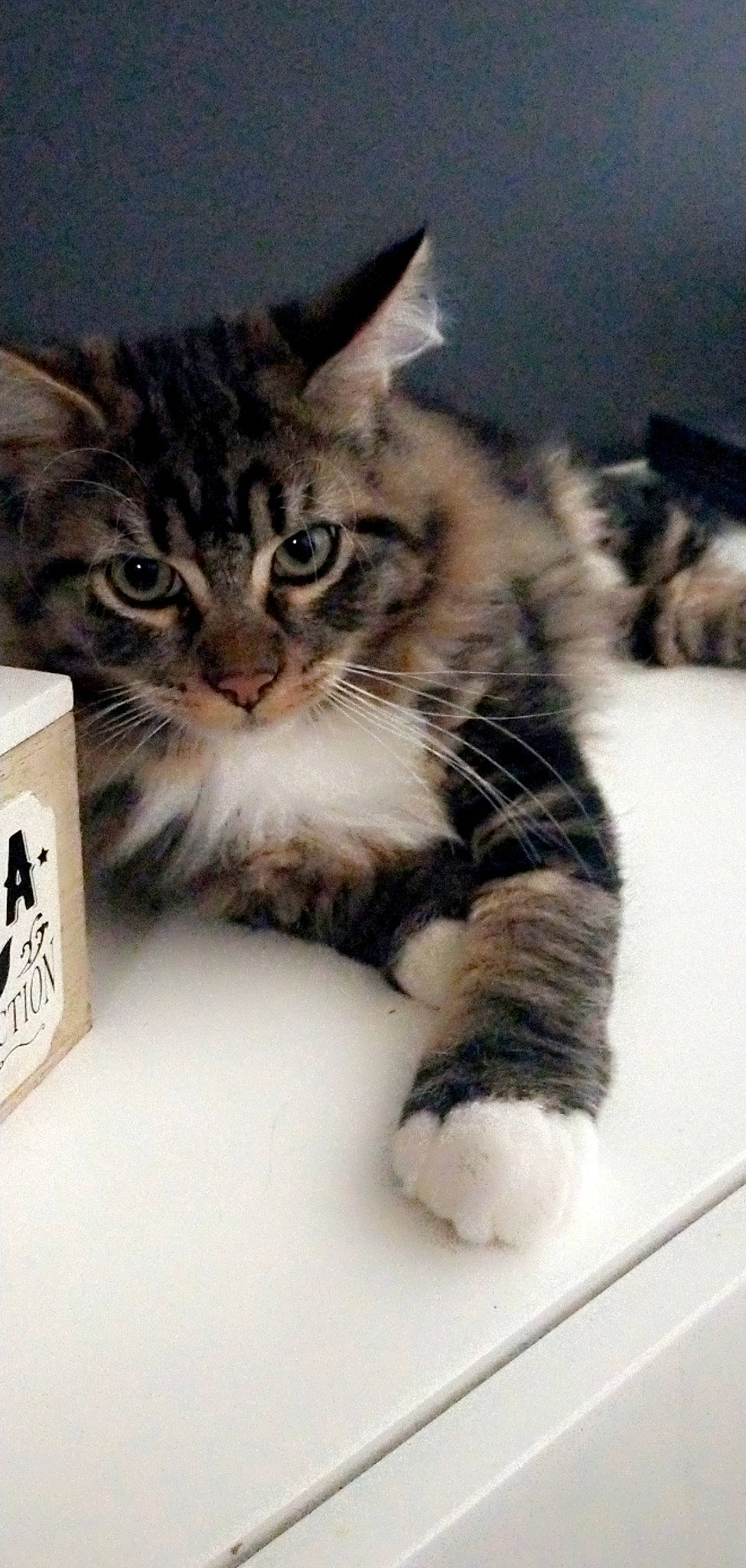 Ruby a rejoint le concours — aidez-le/la à gagner de superbes lots ! carnivore, cat, claw, domestic_short_haired_cat, felidae, fur, paw, photo_caption, publication, small_to_medium_sized_cats, snout, tail, terrestrial_animal, whiskers