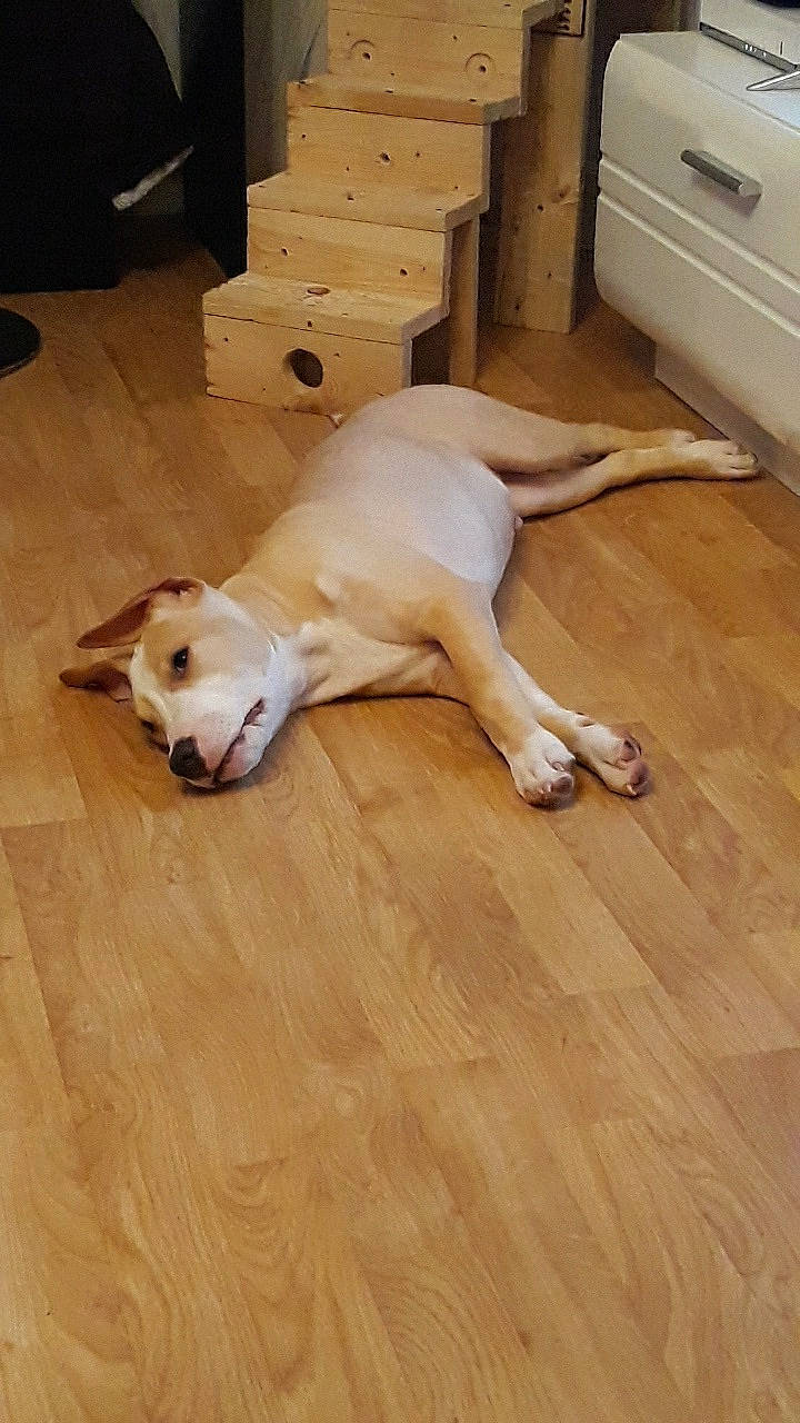 Pongo participe au concours pour gagner de l'argent avec cette photo : canidae, carnivore, companion_dog, dog, dog_breed, fawn, floor, flooring, hardwood, labrador_retriever, laminate_flooring, mammal, non_sporting_group, puppy, retriever, snout, sporting_group, tail, wood, wood_flooring