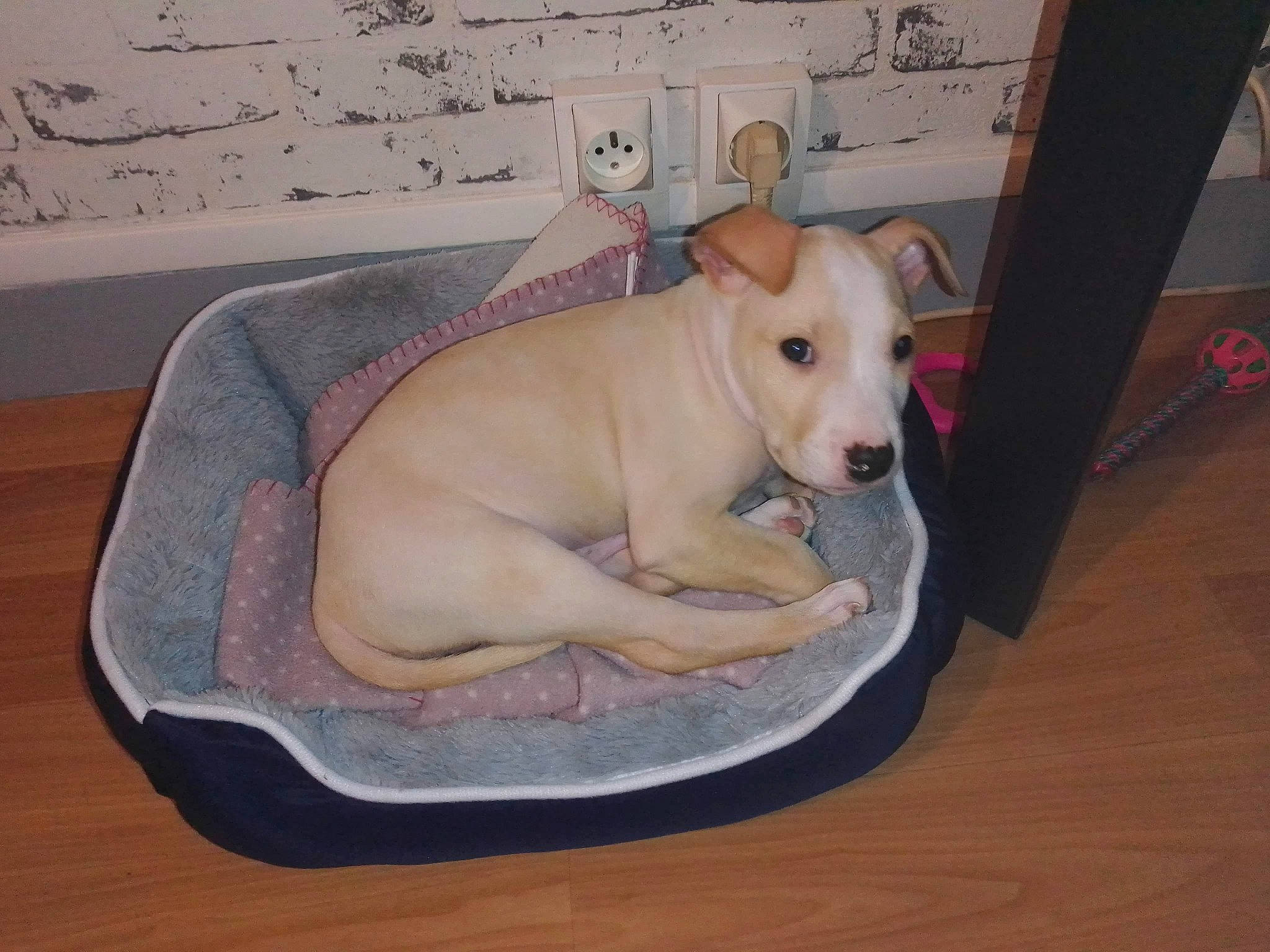 Pongo participe au concours pour gagner de l'argent avec cette photo : american_pit_bull_terrier, american_staffordshire_terrier, bull_and_terrier, bull_terrier, bull_terrier_miniature, canidae, carnivore, companion_dog, dog, dog_breed, english_white_terrier, fawn, mammal, non_sporting_group, old_english_terrier, puppy, snout, terrier, vertebrate