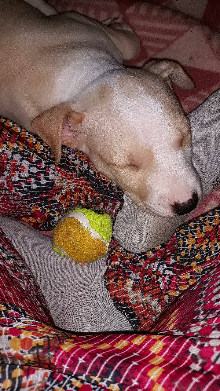 Pongo participe au concours pour gagner de l'argent avec cette photo : american_hairless_terrier, canidae, carnivore, dog, dog_breed, fawn, italian_greyhound, nap, non_sporting_group, snout, sporting_group