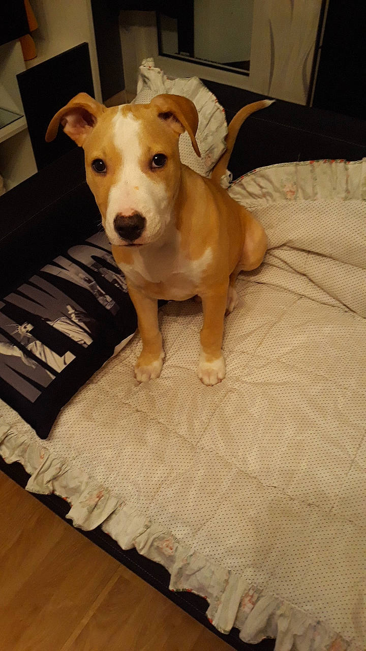 Pongo participe au concours pour gagner de l'argent avec cette photo : canidae, carnivore, companion_dog, dog, dog_breed, fawn, floor, flooring, mammal, potcake_dog, rare_breed_dog, vertebrate