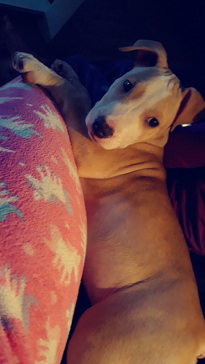 Pongo a rejoint le concours — aidez-le/la à gagner de superbes lots ! american_pit_bull_terrier, bull_terrier, bull_terrier_miniature, canidae, carnivore, dog, dog_breed, fawn, italian_greyhound, mammal, non_sporting_group, nose, snout, whippet