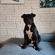 Bandit participe au concours pour gagner de l'argent avec cette photo : dog, black_dog, white_chest, sitting, couch, blue_couch, indoor, brick_wall, white_brick_wall, painting, abstract_painting, pet, animal, looking_at_camera, calm, portrait, domestic, furniture, home, canine