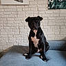 dog, black_dog, white_chest, sitting, couch, blue_couch, indoor, brick_wall, white_brick_wall, painting, abstract_painting, pet, animal, looking_at_camera, calm, portrait, domestic, furniture, home, canine
