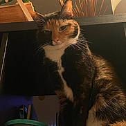 Cali Wali joined the competition — help win amazing prizes! cat, calico, pet, animal, feline, indoor, lamp, shelf, decor, wood, paws, whiskers, fur, face, eyes, ears, domestic, cozy, home, quiet
