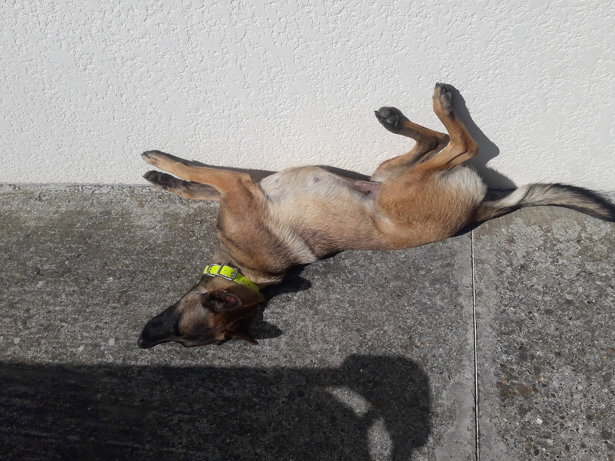 Stella participe au concours pour gagner de l'argent avec cette photo : canidae, carnivore, comfort, concrete, dog, dog_breed, fawn, human_leg, paw, road_surface, rock, snout, tail, terrestrial_animal, wildlife, wood